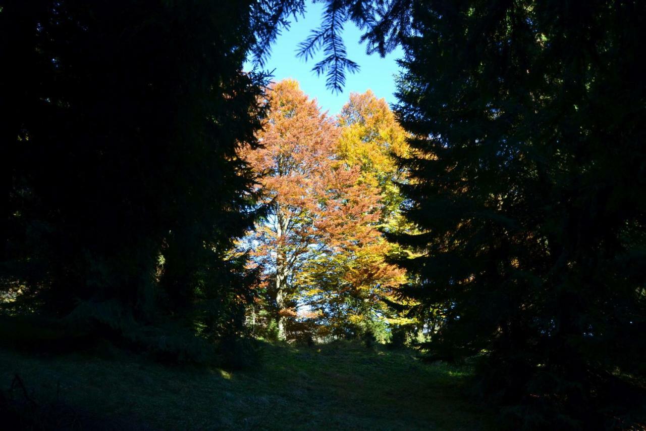 Pension Edelweiss Top21 Gosau Exteriör bild